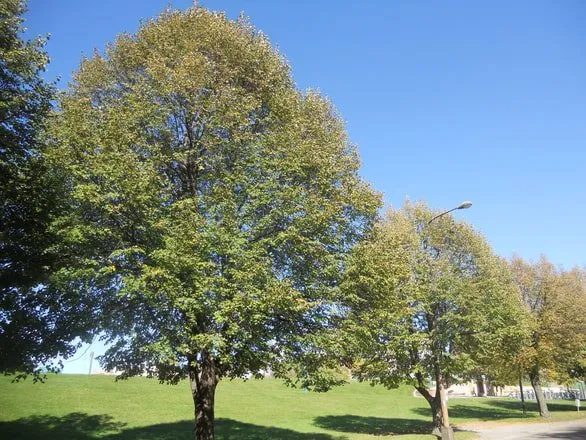 Tree Removal Minneapolis