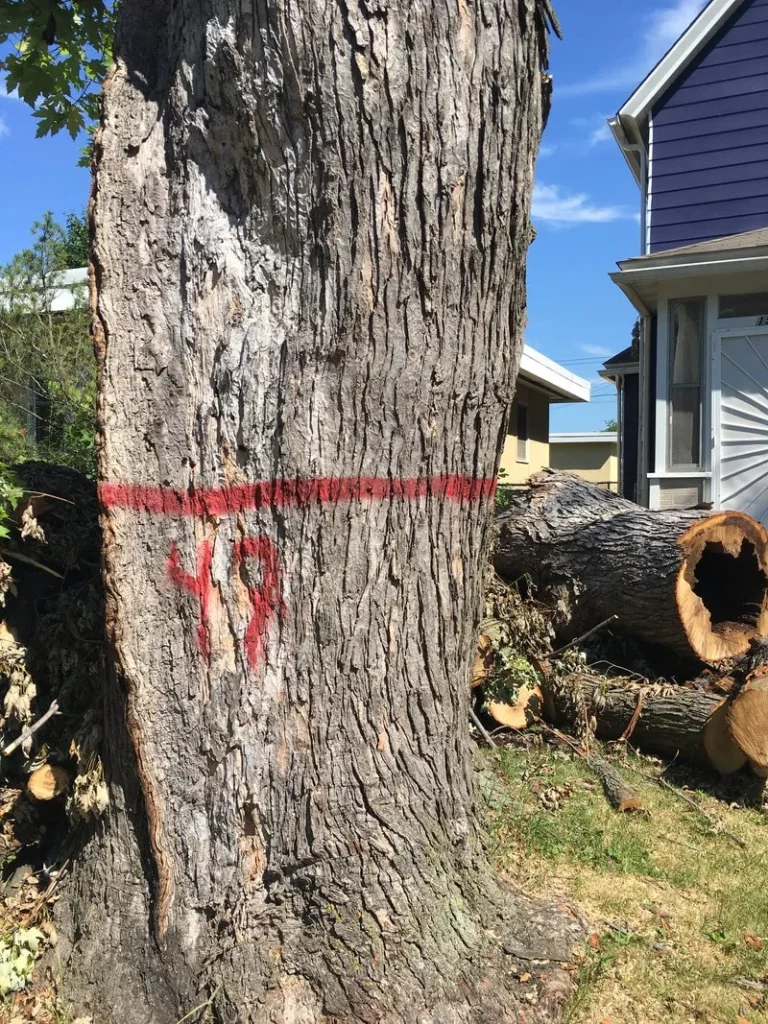 Diseased tree marked for cutting down, tree removal service near me