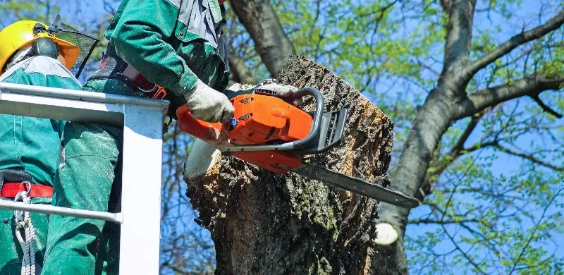 tree removal cost