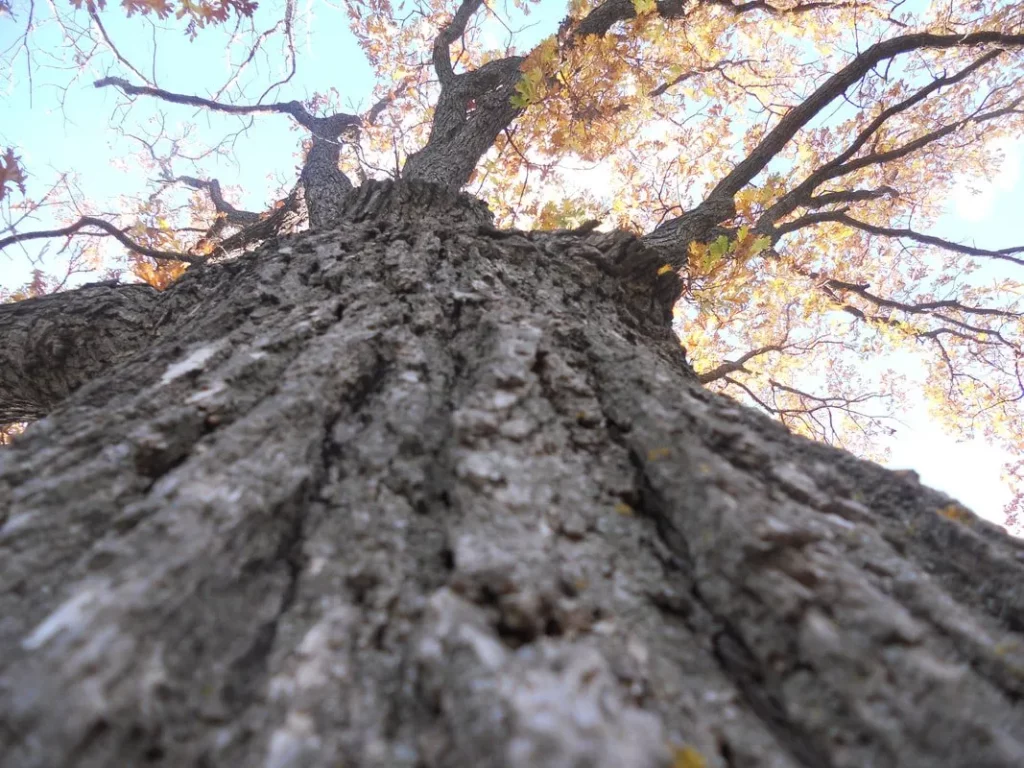 looking up an old tree from the base, tree removal minneapolis