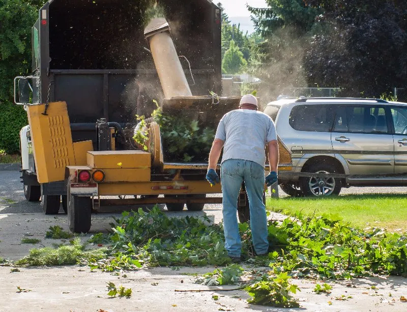 tree removal service near me