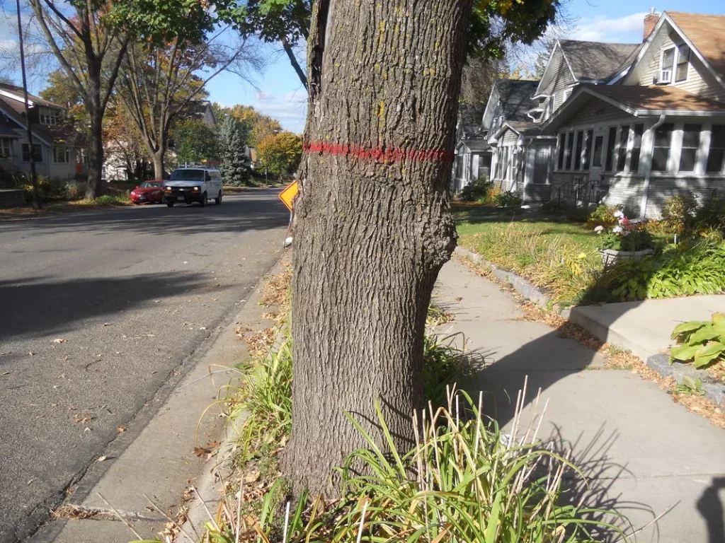 an old oak tree marked for cutting, tree trimming minneapolis