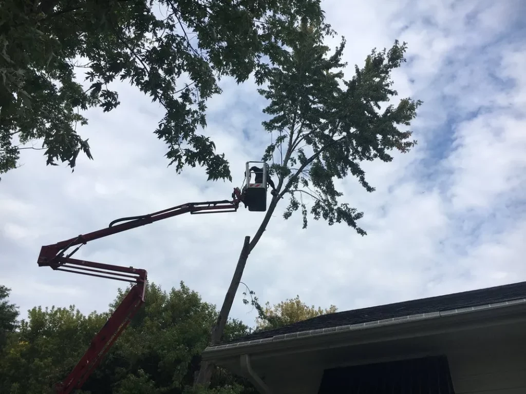 Minneapolis Mn tree removal