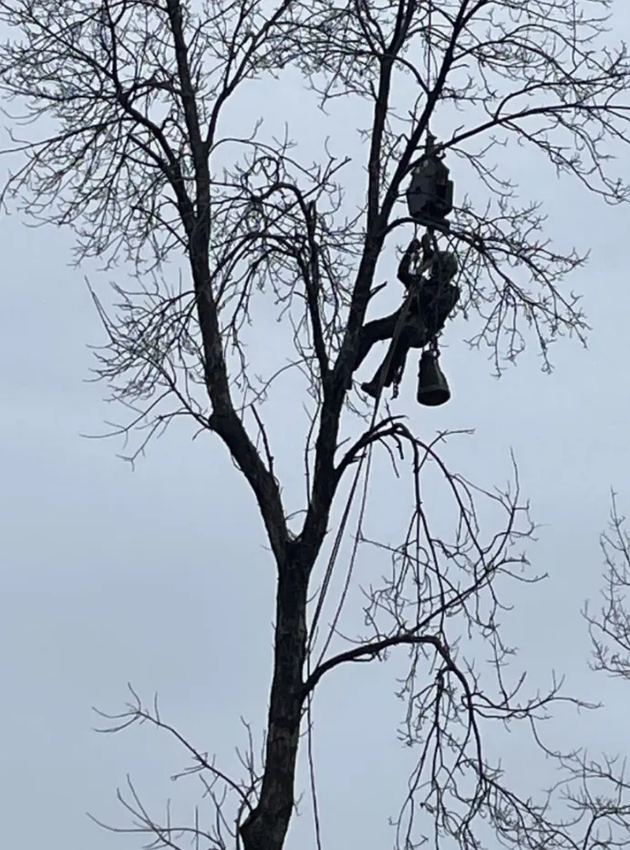 tree trimming minneapolis
