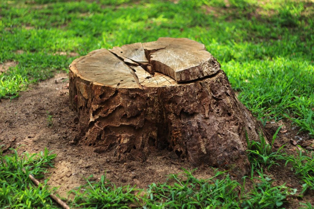 7 Reasons Why Tree Stump Removal is Important in Minneapolis