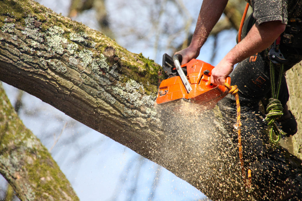 10 Ways to Find Affordable Tree Services in Minneapolis