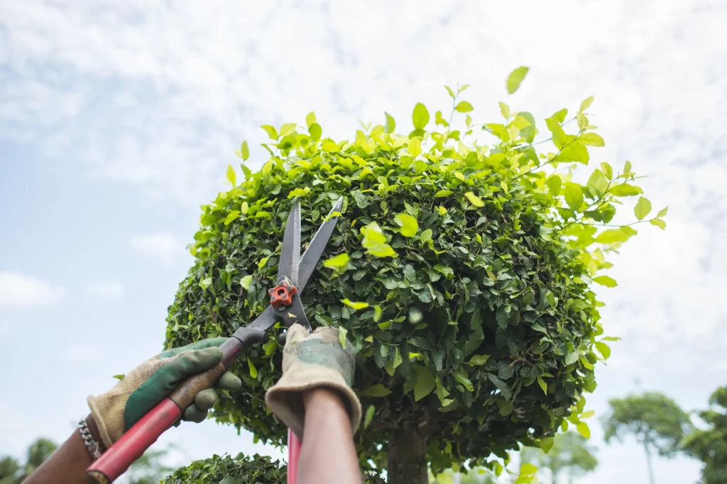 pruning fig trees, pruning maple trees, hydrangea tree pruning