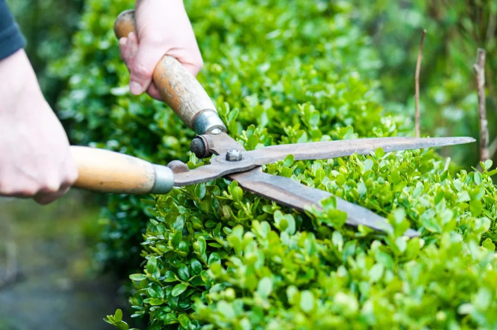 pruning fig trees, pruning maple trees, hydrangea tree pruning